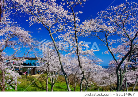 Pine Park of Saigyo Return in Spring (Matsushima Town, Miyagi Prefecture) Pine Park of Saigyo Return in Spring (Matsushima Town, Miyagi Prefecture) 85114967