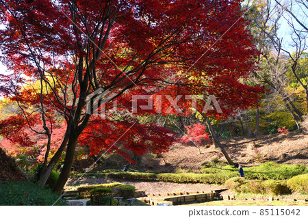 Autumn leaves in Yakushiike Park, Machida City 85115042
