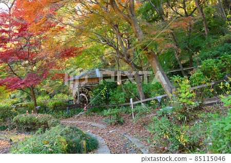 Autumn leaves in Yakushiike Park, Machida City 85115046
