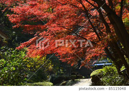 Autumn leaves in Yakushiike Park, Machida City 85115048