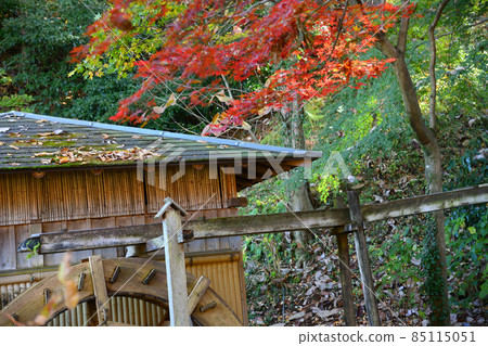 Autumn leaves in Yakushiike Park, Machida City 85115051