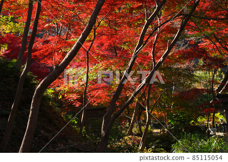 Autumn leaves in Yakushiike Park, Machida City 85115054