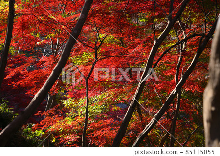 町田市藥鹿池公園的紅葉 町田市藥鹿池公園的紅葉 85115055