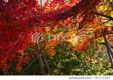 町田市藥鹿池公園的紅葉 町田市藥鹿池公園的紅葉 85115057