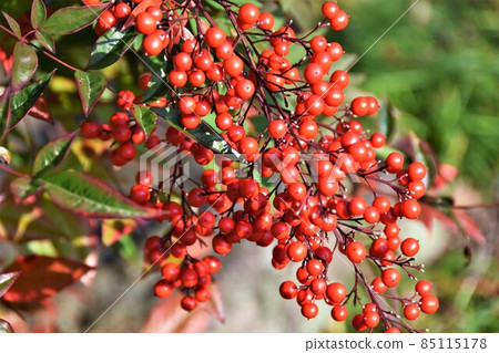Red fruit of southern sky 85115178
