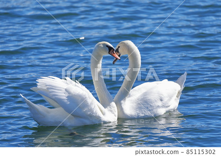 Lovely mute swan Lovely mute swan 85115302