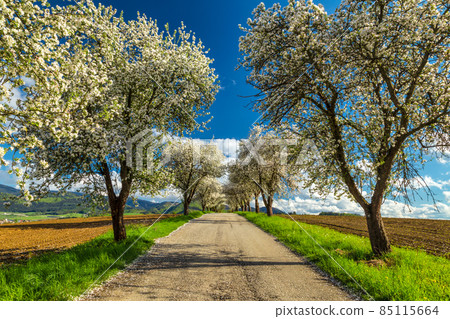 Rural spring landscape, a path through an alley of fruit trees. 85115664