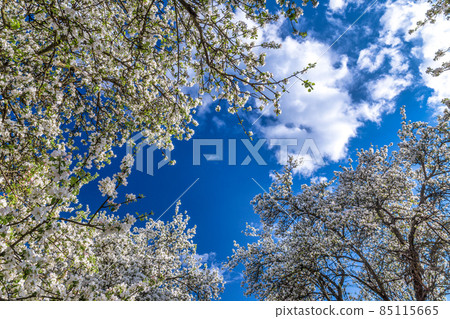 Blooming crowns of apple trees with a background of blue sky. 85115665