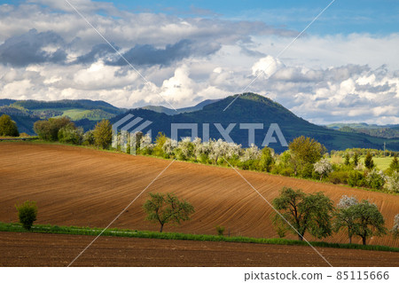 Spring hilly landscape with fields and trees. 85115666