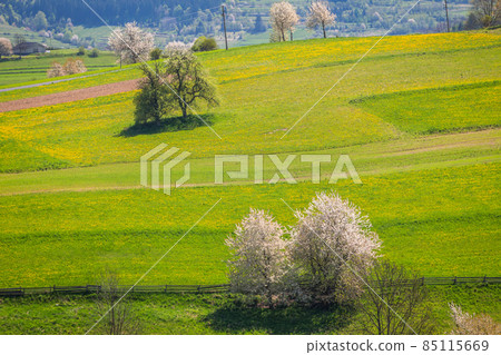 Spring rural landscape with flowering fruit trees on a sunny day 85115669