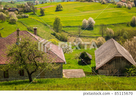 Spring rural landscape with flowering fruit trees on a sunny day 85115670