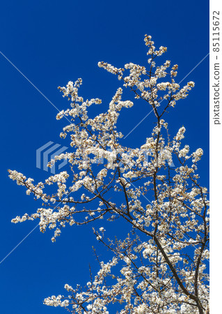 Blooming branches of a cherry tree. 85115672