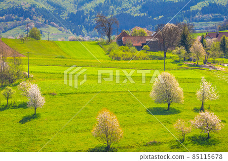Spring rural landscape with flowering fruit trees on a sunny day 85115678