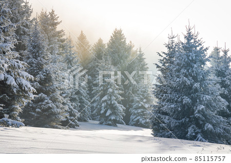Beautiful winter landscape of snowy spruce trees in fog. Beautiful winter landscape of snowy spruce trees in fog. 85115757