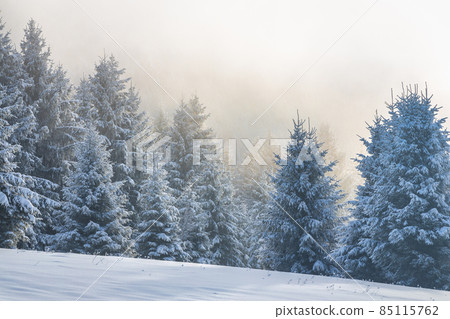 Beautiful winter landscape of snowy spruce trees in fog. Beautiful winter landscape of snowy spruce trees in fog. 85115762