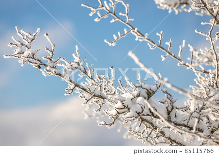 Detailed view of winter landscape with snowy branches. Detailed view of winter landscape with snowy branches. 85115766