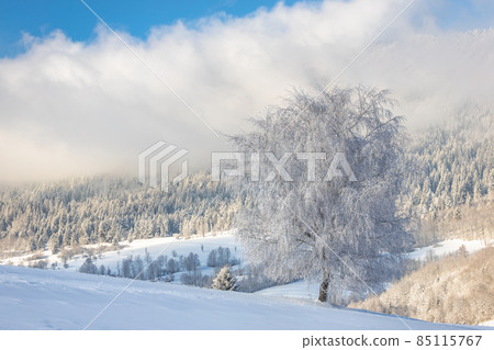 View of a snowy winter landscape with tree covered with rime ice View of a snowy winter landscape with tree covered with rime ice 85115767