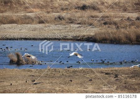 Gangwon-do Cheorwon Crane Village. Birdwatching 85116178