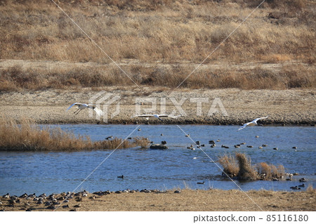 Gangwon-do Cheorwon Crane Village. Birdwatching Gangwon-do Cheorwon Crane Village. Birdwatching 85116180