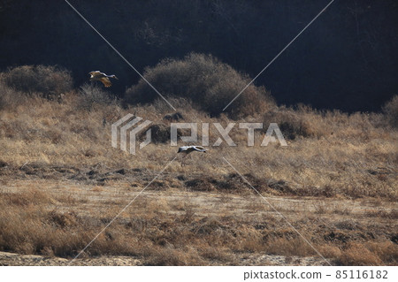 Gangwon-do Cheorwon Crane Village. Birdwatching Gangwon-do Cheorwon Crane Village. Birdwatching 85116182
