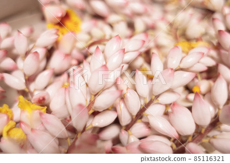 月亮桃花和芽 月亮桃花和芽 85116321