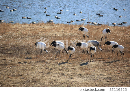 Gangwon-do, Cheorwon Crane Village, Cheorwon-gun, Birdwatching Gangwon-do, Cheorwon Crane Village, Cheorwon-gun, Birdwatching 85116323