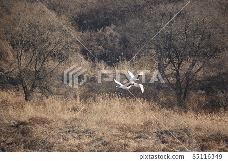 Gangwon-do, Cheorwon Crane Village, Cheorwon-gun, Birdwatching 85116349