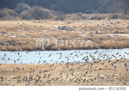 江原道、鐵原鶴村、鐵原郡、觀鳥 85116380