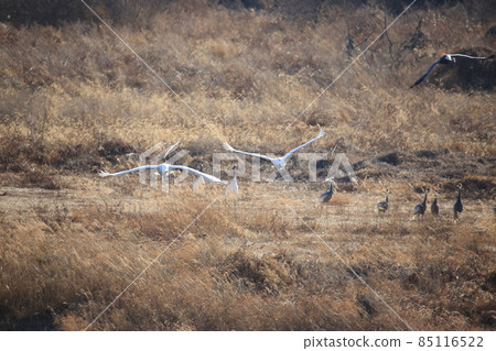 Gangwon-do, Cheorwon-gun, Cheorwon Crane Village, Exploration Gangwon-do, Cheorwon-gun, Cheorwon Crane Village, Exploration 85116522