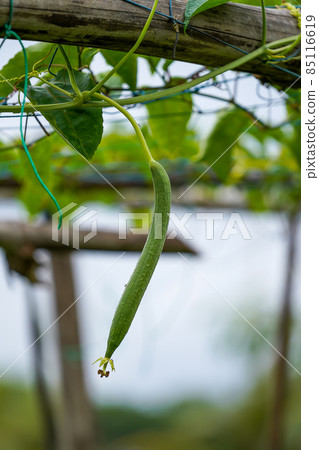 Close up Smooth loofah, Vegetable Sponge, Gourd Towel with branch. 85116619