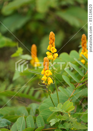 Close up Ringworm bush flower with blur background. Close up Ringworm bush flower with blur background. 85116620