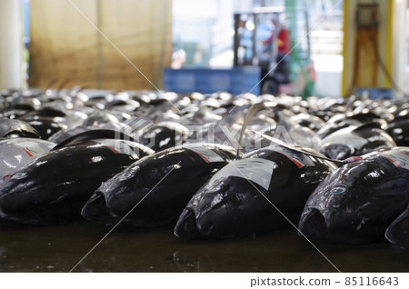 勝浦漁港拍賣會，日本生金槍魚最佳上岸 85116643