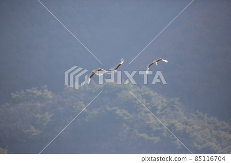 Gangwon-do. Cheorwon Crane Village. Birds. Gangwon-do. Cheorwon Crane Village. Birds. 85116704