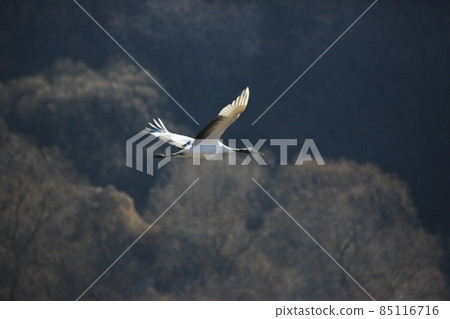 Gangwon-do. Cheorwon Crane Village. Birds. 85116716