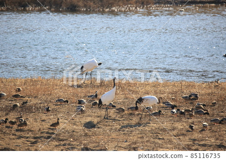 Gangwon-do. Cheorwon Crane Village. Birds. Gangwon-do. Cheorwon Crane Village. Birds. 85116735