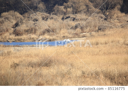 Gangwon-do. Cheorwon Crane Village. Birds. Gangwon-do. Cheorwon Crane Village. Birds. 85116775