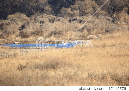 Gangwon-do. Cheorwon Crane Village. Birds. Gangwon-do. Cheorwon Crane Village. Birds. 85116776