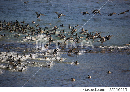 江原道。鐵原鶴村。鳥類。 85116915