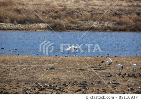 Gangwon-do. Cheorwon Crane Village. Birds. Gangwon-do. Cheorwon Crane Village. Birds. 85116937