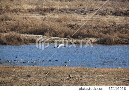 Gangwon-do. Cheorwon Crane Village. Birds. 85116938