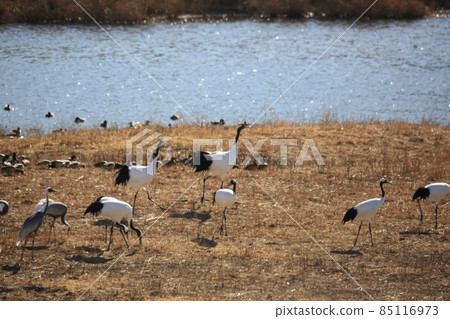 Gangwon-do. Cheorwon Crane Village. Birds. 85116973
