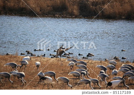 Gangwon-do, Cheorwon Crane Village, Cheorwon-gun, Birdwatching 85117189