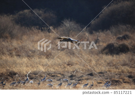 Gangwon-do, Cheorwon Crane Village, Cheorwon-gun, Birdwatching 85117221