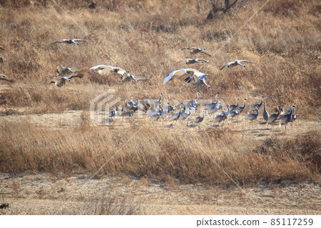 Gangwon-do, Cheorwon Crane Village, Cheorwon-gun, Birdwatching Gangwon-do, Cheorwon Crane Village, Cheorwon-gun, Birdwatching 85117259