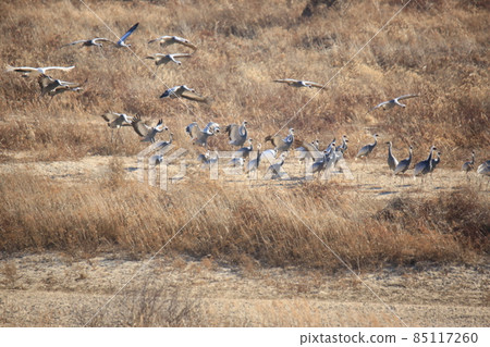 Gangwon-do, Cheorwon Crane Village, Cheorwon-gun, Birdwatching Gangwon-do, Cheorwon Crane Village, Cheorwon-gun, Birdwatching 85117260