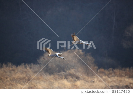 Gangwon-do Cheorwon Crane Village. Birdwatching Gangwon-do Cheorwon Crane Village. Birdwatching 85117430