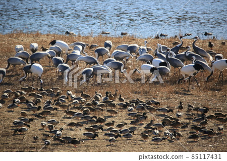 Gangwon-do Cheorwon Crane Village. Birdwatching Gangwon-do Cheorwon Crane Village. Birdwatching 85117431