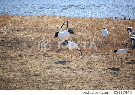 Gangwon-do Cheorwon Crane Village. Birdwatching Gangwon-do Cheorwon Crane Village. Birdwatching 85117449