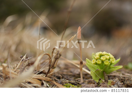 馬尾和吹戶 85117831