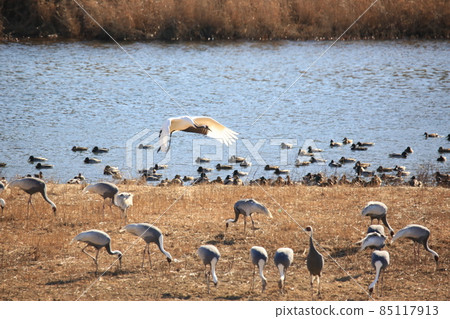 Gangwon-do Cheorwon Crane Village. Birdwatching Gangwon-do Cheorwon Crane Village. Birdwatching 85117913